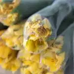 Alstroemeria Voyager Yellow Perfection (Bulk DIY)