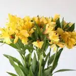 Alstroemeria Voyager Yellow Perfection (Bulk DIY)