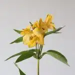 Alstroemeria Voyager Yellow Perfection (Bulk DIY)