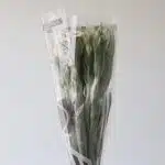 Alstroemeria Whistler White Perfection (Bulk DIY)