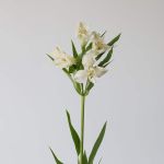 Alstroemeria Whistler White Perfection (Bulk DIY)