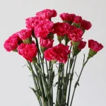 Fuschia Carnations  (Bulk DIY)