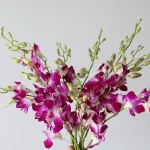 Caesar Pink Dendrobium Orchids (Bulk DIY)