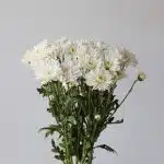 Chrysanthemum Artic Queen