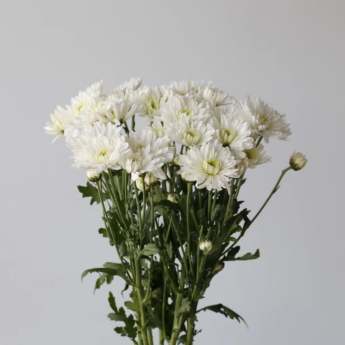 Chrysanthemum Artic Queen