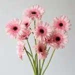 Gerbera Cameron Pink (Bulk DIY)