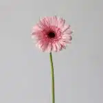 Gerbera Cameron Pink (Bulk DIY)