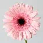 Gerbera Cameron Pink (Bulk DIY)