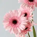 Gerbera Cameron Pink (Bulk DIY)