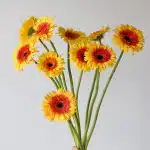 Gerbera Candy Corn (Bulk DIY)