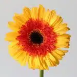 Gerbera Candy Corn (Bulk DIY)