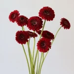 Gerpoms Floyd en vrac