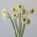 Gerpoms Amando (Bulk DIY)