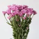 Chrysanthemum Cushion Veronica