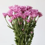 Chrysanthemum Cushion Veronica (Bulk DIY)