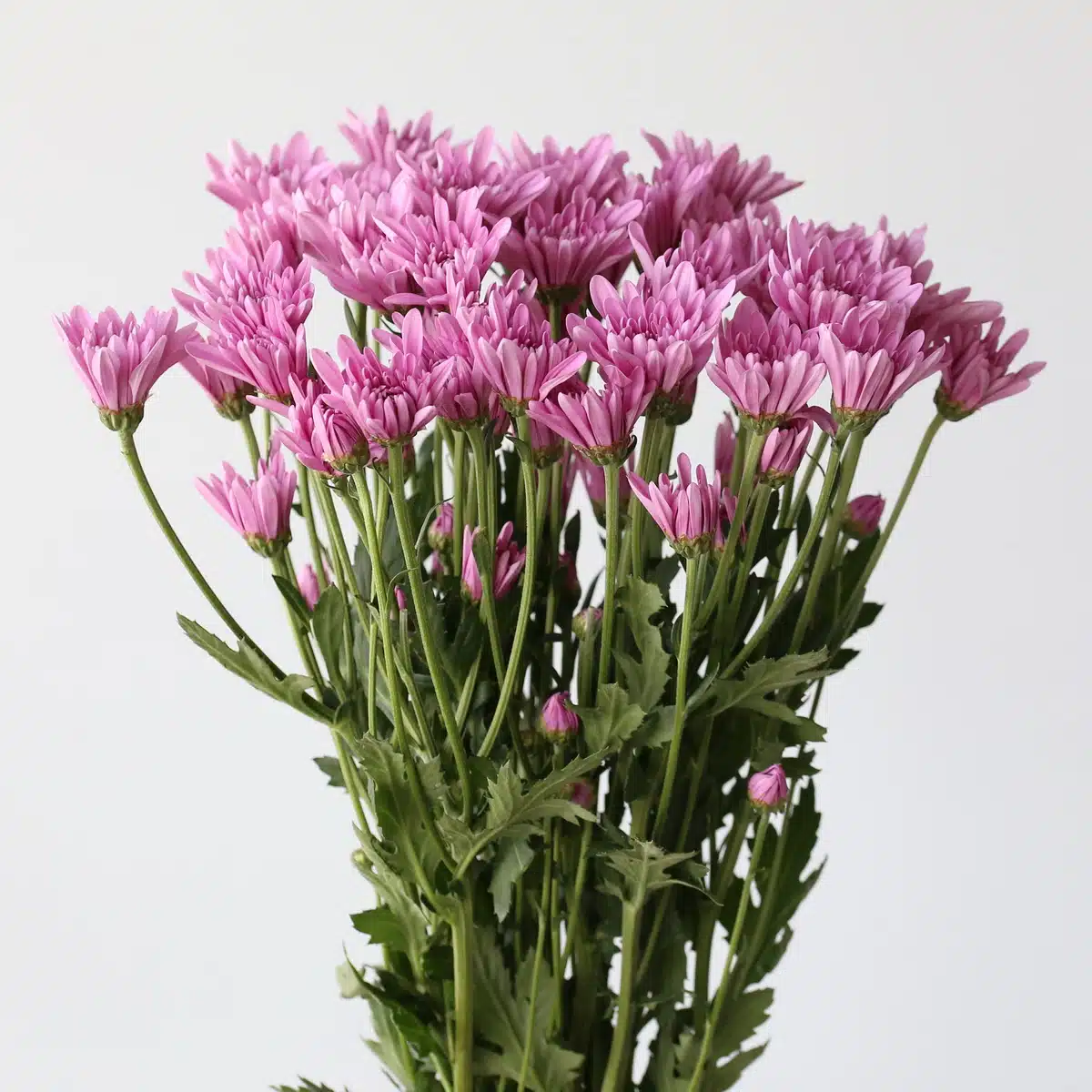 Chrysanthemum Cushion Veronica