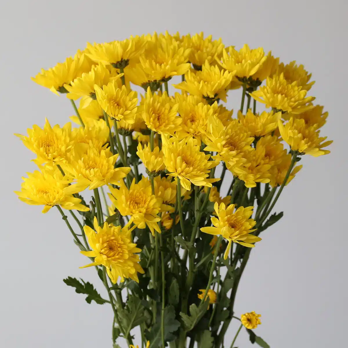 Iceberg yellow poms