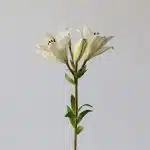 White LA Asiatic Lily (Bulk DIY)