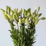 White LA Asiatic Lily (Bulk DIY)