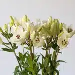 White LA Asiatic Lily (Bulk DIY)