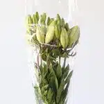 White LA Asiatic Lily (Bulk DIY)