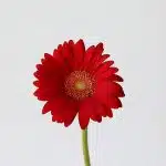 Mini Gerbera Choiz (Bulk DIY)