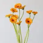 Mini Gerbera Bondi Beach - en vrac