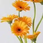 Mini Gerbera Assorted (Bulk DIY)