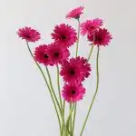 Mini Gerbera Boost Fuchsia (Bulk DIY)