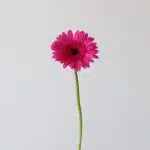 Mini Gerbera Boost Fuchsia (Bulk DIY)
