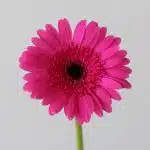 Mini Gerbera Boost Fuchsia (Bulk DIY)