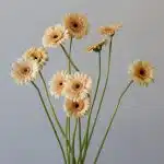 Mini Gerbera Cafe Peach (Bulk DIY)