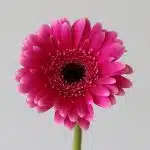 Mini Gerbera Design Fuchsia - en vrac