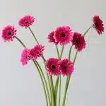 Mini Gerbera Design Fuchsia - en vrac
