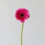 Mini Gerbera Design Fuchsia - en vrac
