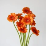 Mini Gerbera Max (Bulk DIY)