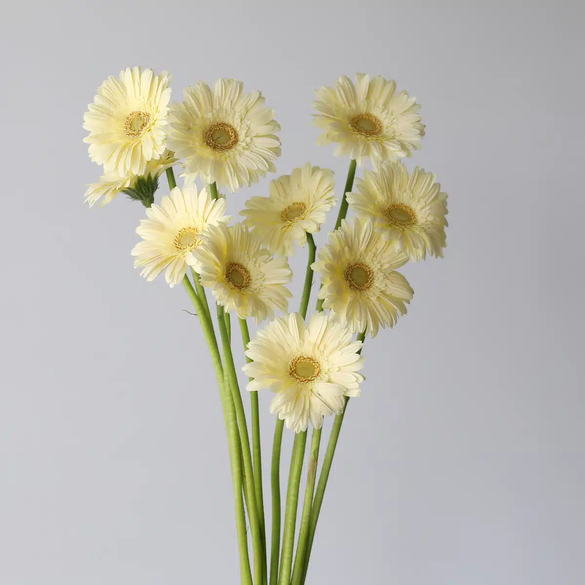 Mini Gerbera Milady (Bulk DIY)