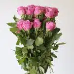 Rose Cool Water 50cm (Bulk DIY)