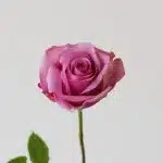 Rose Cool Water 50cm (Bulk DIY)