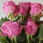 Rose Cool Water 50cm (Bulk DIY)