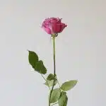 Rose Cool Water 50cm (Bulk DIY)
