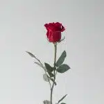 Roses Freedom 50cm (Bulk DIY)