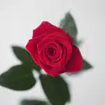 Roses Freedom 50cm (Bulk DIY)