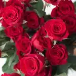 Roses Freedom 50cm (Bulk DIY)