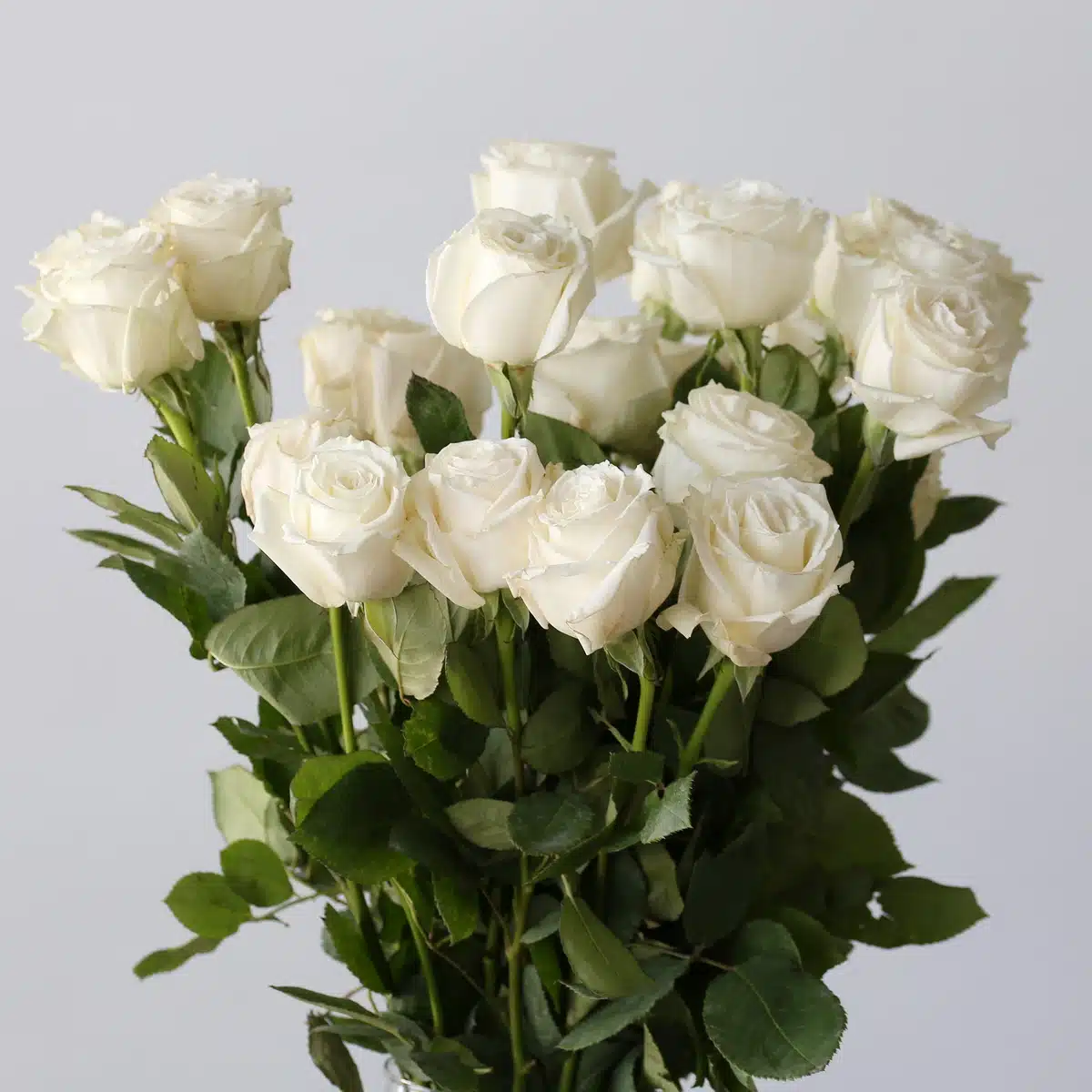 Bulk Playa Bianca Roses – 70 cm