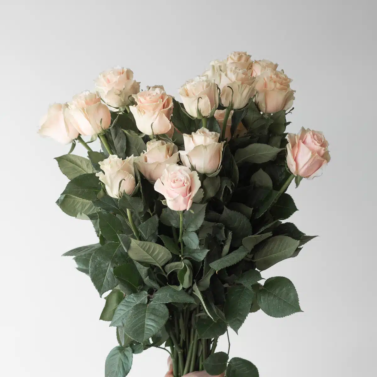 Bulk Pink Mondial Roses – 70 cm