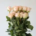 Rose Tiffany 50cm (Bulk DIY)