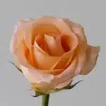 Rose Tiffany 50cm (Bulk DIY)