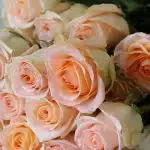 Rose Tiffany 50cm (Bulk DIY)