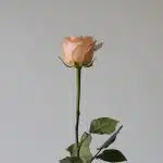 Rose Tiffany 50cm (Bulk DIY)